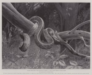 動物園での生活から学んだこと、南米のコライス・スネーク（リトグラフ 作： English School
