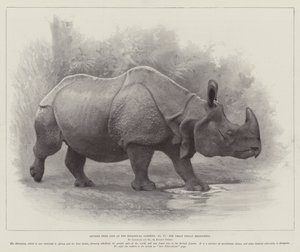 動物園での生活からの研究、インドサイ（リトグラフ 作： English School