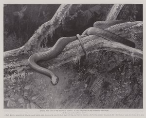 プラムバス・ツリー・スネークの故郷、動物園での生活から学んだこと (litho) 作： English School