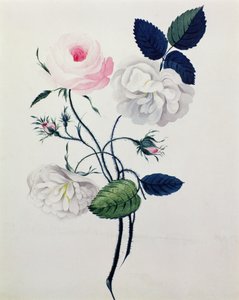 白とピンクの薔薇の習作 1820年頃（紙に水彩画） 作： English School