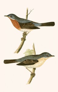 チャールズロバートブリー（1811-86）による「イギリスの島々では観察されないヨーロッパの鳥の歴史」からのイラスト、1867年に出版されたサブアルパインウグイス 作： English School