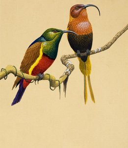 太陽の鳥（紙にグワッシュ）