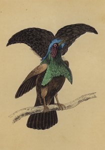 極上の極楽鳥（カラーリトグラフ）