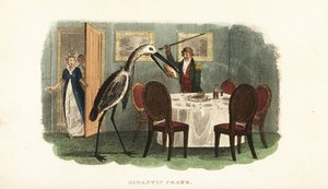 飼いならされたオオヅルが食卓のゆで鳥を丸ごと盗む 作： English School
