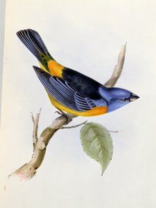 タナグラダーウィニ、チャールズダーウィン作「HMSビーグルの航海の動物学1832-36（1809-92）、1840年からのプレート34 作： English School