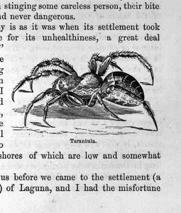 タランチュラ、パブ、サミュエルハザードによるサントドミンゴ過去と現在から。 1873 作： English School
