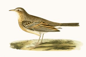 タウニー・ピピット、チャールズ・ロバート・ブリー（1811-86）による「イギリス諸島では観察されないヨーロッパの鳥の歴史」のイラスト、1867年発行 作： English School