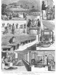 イギリス領インドにおける茶栽培、1876
