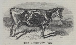 The Alderney Cow（彫刻 作： English School