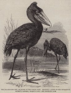 リージェンツ・パークの動物学協会の庭園に最近追加された「白ナイルのコウノトリ（Balaeniceps rex）」（エングレーヴィング 作： English School