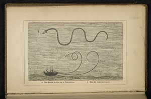 「分娩中のカブトムシ」、「シルバー ウナギの起源: 餌とフライ フィッシングについてのコメント付き」の口絵、David Cairncross 作