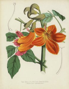 鐘花を咲かせるSpathodea、Spathodea Campanulata 作： English School