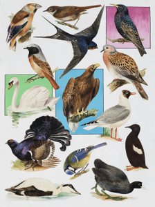 英国の鳥 作： English School