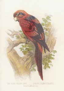 アオジロガエル（Lorius Cyanostriatus）（カラーリトグラフ 作： English School