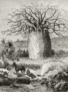 ハワードウィロビー著「オーストラリアの写真」のボトルツリー、ロンドン宗教宗教協会発行、1886年 作： English School