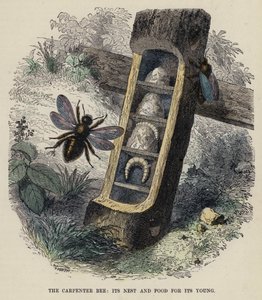 大工の蜂、その巣と子供の餌（カラー彫刻 作： English School
