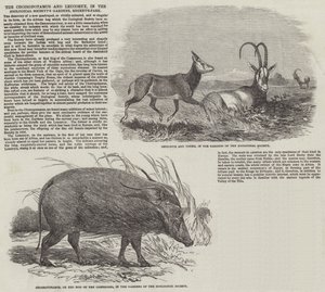 リージェンツ・パークの動物園にあるチョイロポタマスとリューコリークス（版画 作： English School