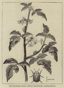 コロラド・ポテト・ビートル（Doryphora decemlineata）（彫刻 作： English School