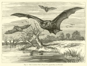 飛行中のコウモリ、Vespertilio pipistrellus