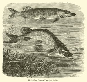 コモンパイク、Esox lucius 作： English School