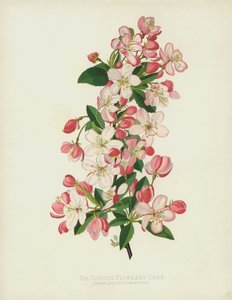 多量の花咲くカニPyrus（Malus）フロリバンダ 作： English School