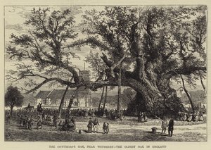 英国最古のオーク、ウェザビー近郊のカウソープ・オーク（彫刻作品 作： English School