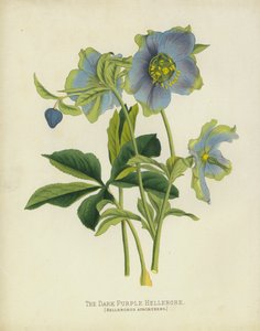 ダークパープルヘレボア、Helleborus Atrorubens 作： English School