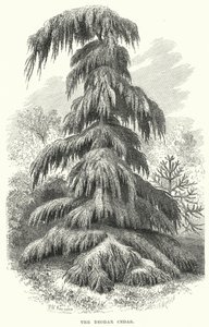 Deodar Cedar (エングレービング) 作： English School