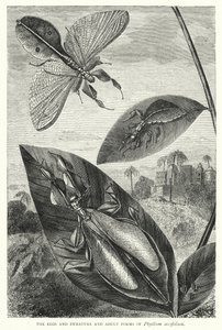 Phyllium siccifoliumの卵と未熟体および成体（エングレーヴィング） 作： English School