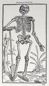 骨の前部、人間の歴史からの版、ジョンバニスター（1540-1610）発行、1578 作： English School
