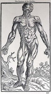 ジョン・バニスター（1540-1610）が出版した「人間の歴史」の中の「筋肉の前部」の図。 作： English School