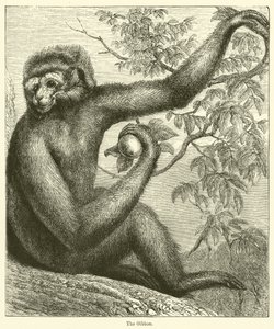 The Gibbon (エングレービング) 作： English School