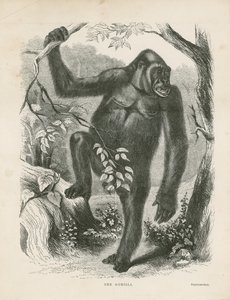 ゴリラ、Paul B du Chailluによる赤道アフリカの探検と冒険の表紙