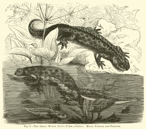 オオイモリ（Triton cristatus）、男性、女性、オタマジャクシ