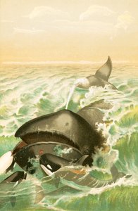 グリーンランドクジラ 作： English School