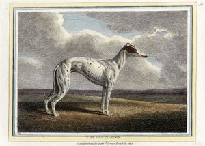 The Greyhound, pub.1812年（手彩色のエングレービング 作： English School