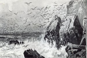 カモメの出没、「レジャーアワー」から、1888 作： English School