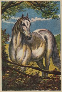 The Horse（カラーリトグラフ 作： English School