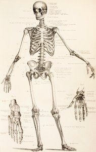 人間の骨格、1890年頃 作： English School