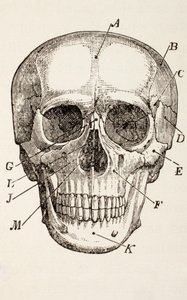 人間の頭蓋骨、1890年頃 作： English School