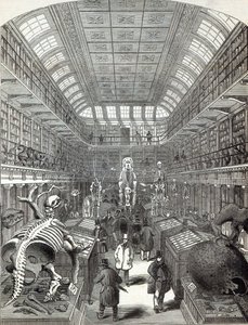 1845年10月4日、「The Illustrated London News」より、王立外科医大学のハンター博物館 作： English School