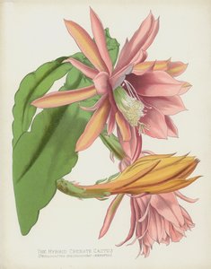 ハイブリッドクレネイトサボテン、Phylocactus Speciosissimo-Crenatus