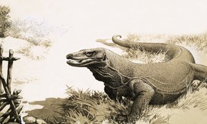 コモドドラゴン 作： English School