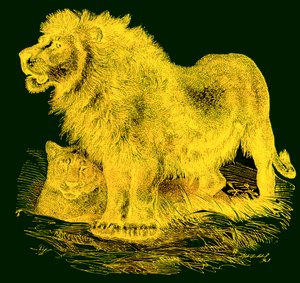 ライオン、JG Woods Illustrated Natural Historyのイラスト、c.1850を公開（デジタル拡張画像）