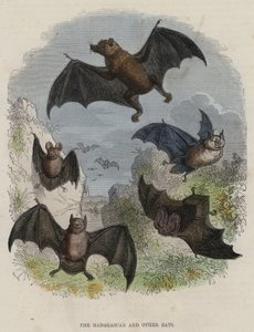 マダガスカルとその他のコウモリ（彩色済み彫刻