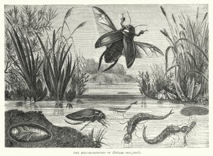 Dytiscus marginalisのMetamorphoses（彫刻 作： English School