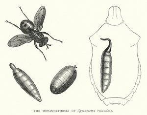 The Metamorphoses of Gymnosoma rotundata (e.g. the engraving) 作： English School
