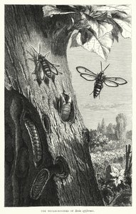 Sesia apiformisのMetamorphoses(彫刻) 作： English School