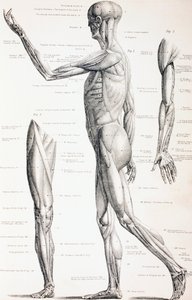 人体の筋肉、1890年頃 作： English School