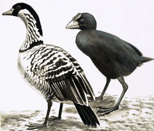 ネネやハワイガン、タカヘ鳥 作： English School